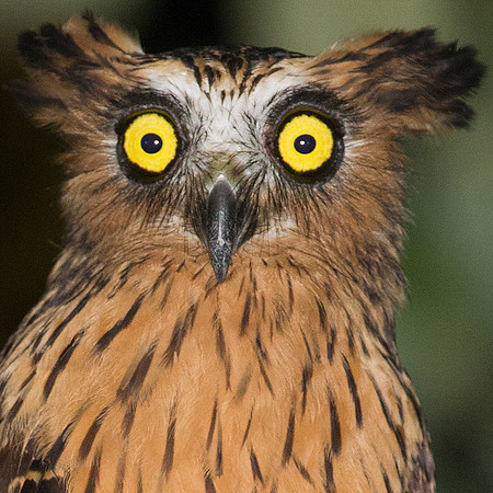 Buffy Fish Owl (Bubo ketupu)