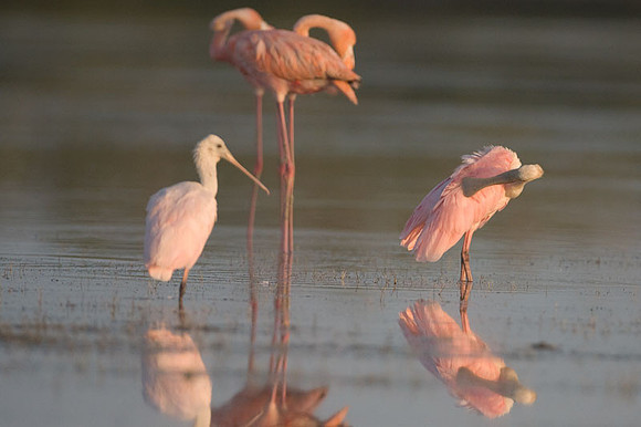 Roseate Spoonbill (Platalea ajaja) and American Flamingo (Phoenicopterus ruber)