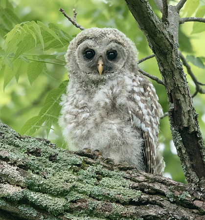 Barred owl (Strix varia) Juv