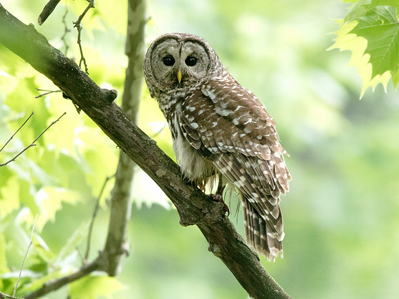 Barred owl (Strix varia)