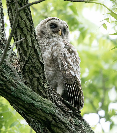 Barred owl (Strix varia) Juv