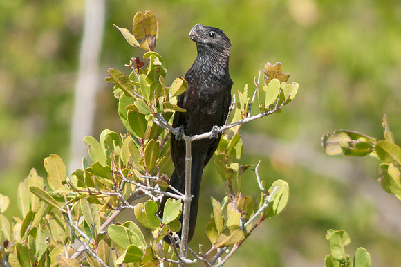 Smooth-billed Ani (Crotophaga ani)