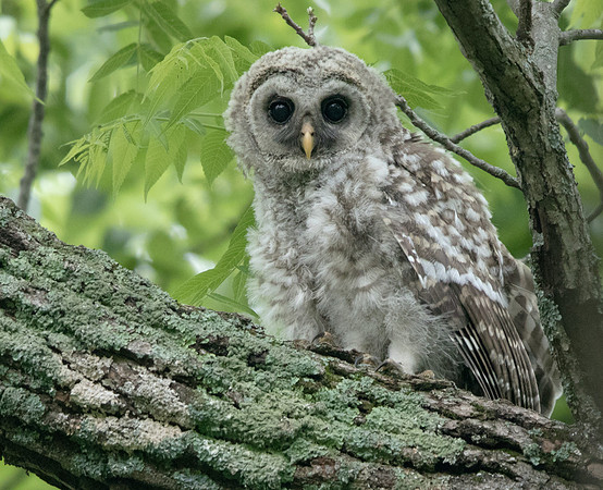 Barred owl (Strix varia) Juv