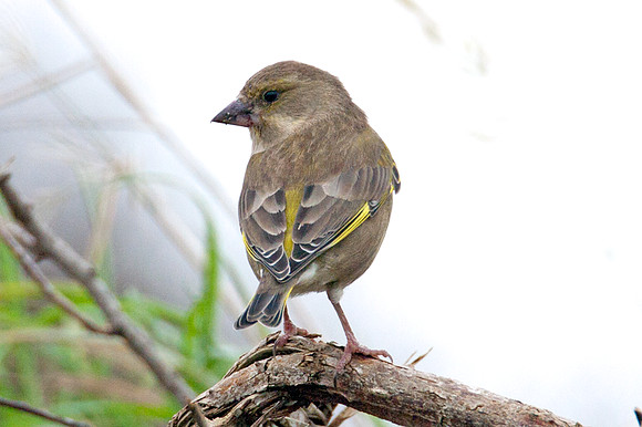 Chaffinch (Fringilla coelebs)