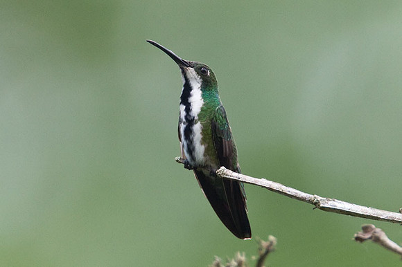 Black-throated Mango (Anthracothorax nigricollis) female