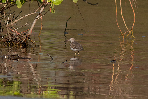 Spotted Sandpiper (Actitis macularia)