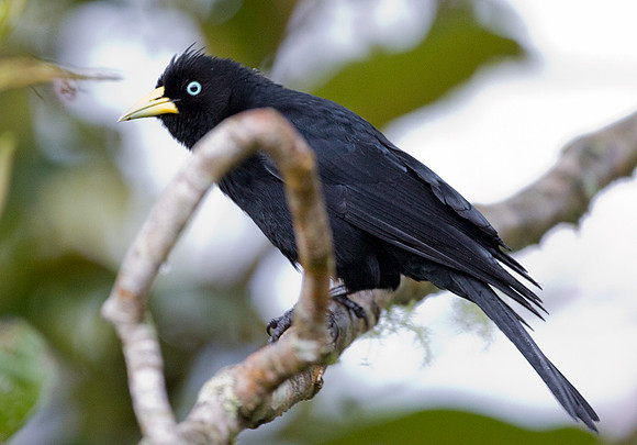 Subtropical Cacique (Cacicus uropygialis)