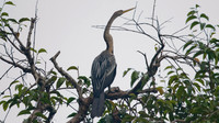 Anhinga (Anhinga anhinga)