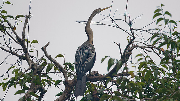 Anhinga (Anhinga anhinga)
