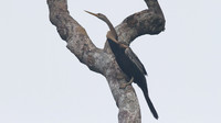 Anhinga (Anhinga, anhinga)
