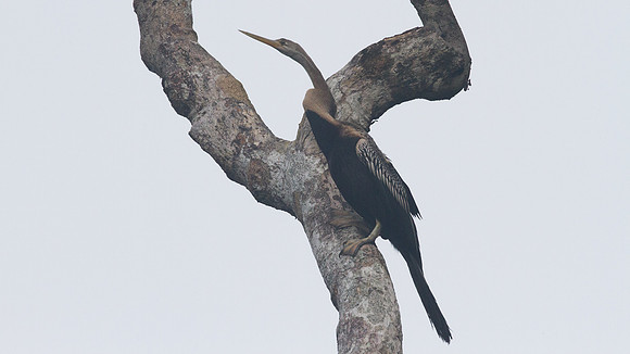 Anhinga (Anhinga, anhinga)