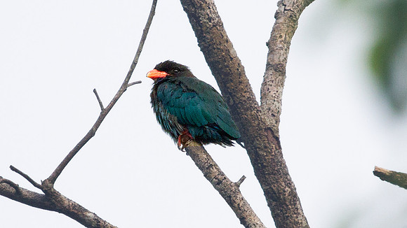 Dusky Broadbill (Corydon sumatranus)