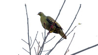 Pink-necked Green Pigeon (Treron vernans)