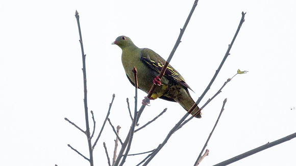 Pink-necked Green Pigeon (Treron vernans)