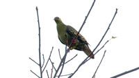 Pink-necked Green Pigeon (Treron vernans)