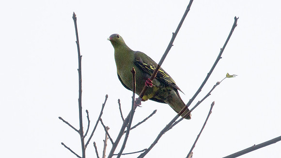 Pink-necked Green Pigeon (Treron vernans)