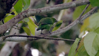 Greater Green Leafbird (Chloropsis sonnerati) female