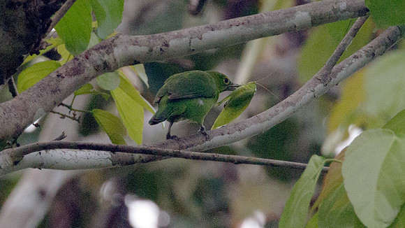 Greater Green Leafbird (Chloropsis sonnerati) female