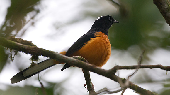 White-crowned Shama (Copsychus stricklandii)