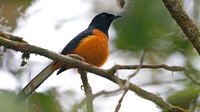 White-crowned Shama (Copsychus stricklandii)
