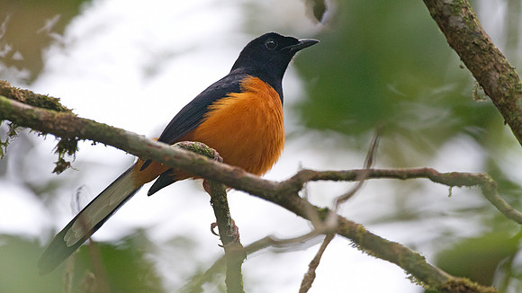White-crowned Shama (Copsychus stricklandii)