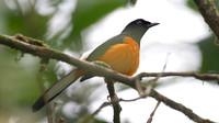 White-crowned Shama (Copsychus stricklandii)