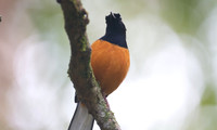 White-crowned Shama (Copsychus stricklandii)