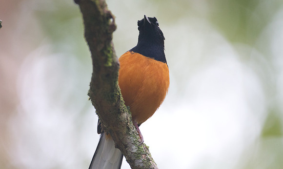 White-crowned Shama (Copsychus stricklandii)