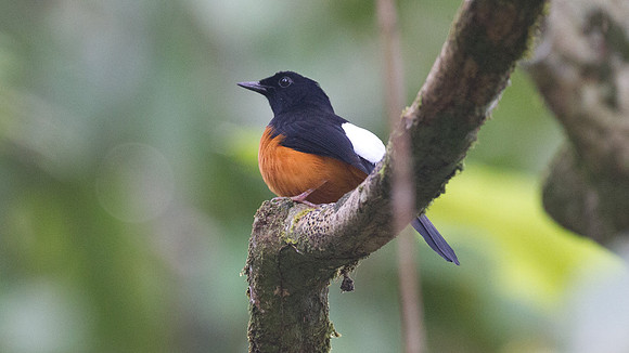 White-crowned Shama (Copsychus stricklandii)