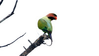 Long-tailed Parakeet (Psittacula longicauda)
