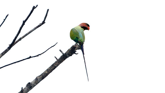 Long-tailed Parakeet (Psittacula longicauda)