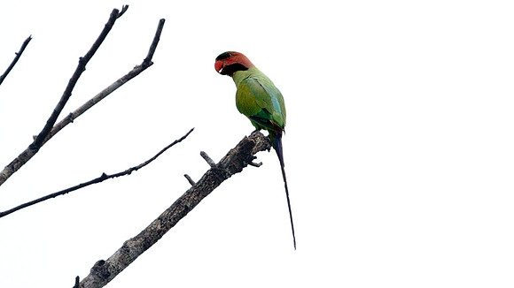 Long-tailed Parakeet (Psittacula longicauda)