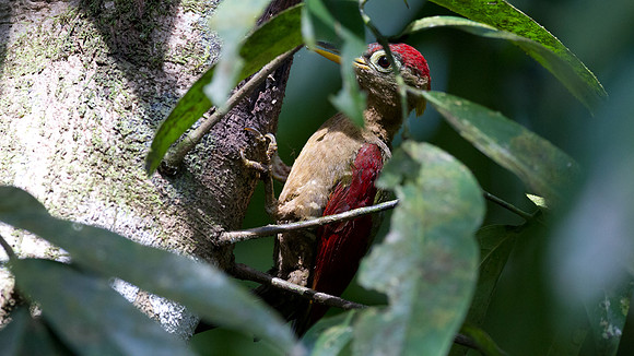 Crimson-winged Woodpecker (Picus puniceus)