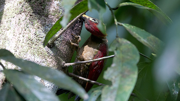 Crimson-winged Woodpecker (Picus puniceus)