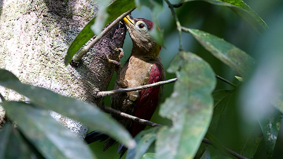 Crimson-winged Woodpecker (Picus puniceus)