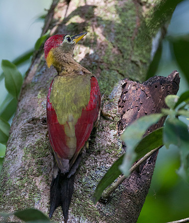 Crimson-winged Woodpecker (Picus puniceus)