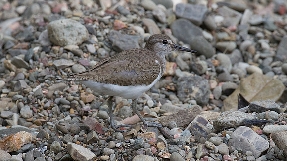 Common Sandpiper (Actitis hypoleucos)
