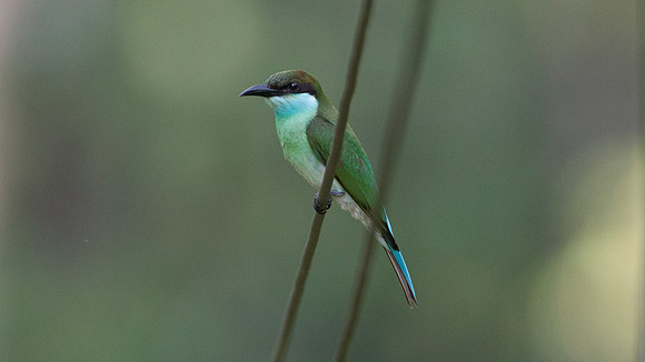 Blue-throated Bee-eater (Merops viridis)