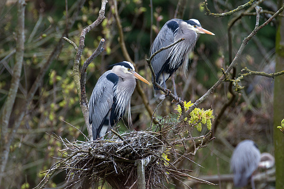 Great Blue Heron (Ardea herodias)