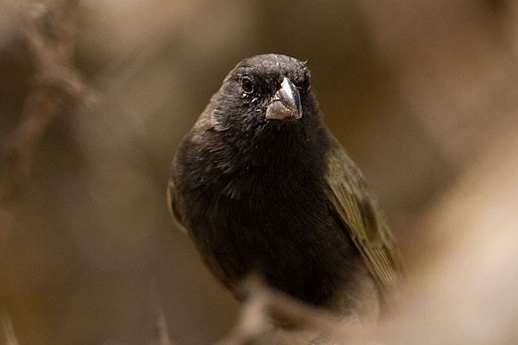 Black-faced Grassquit (Tiaris bicolor)