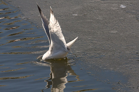 Ring-billed Gull (Larus delawarensis)