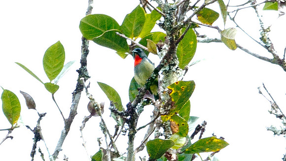 Bornean Flowerpecker (Dicaeum monticolum)