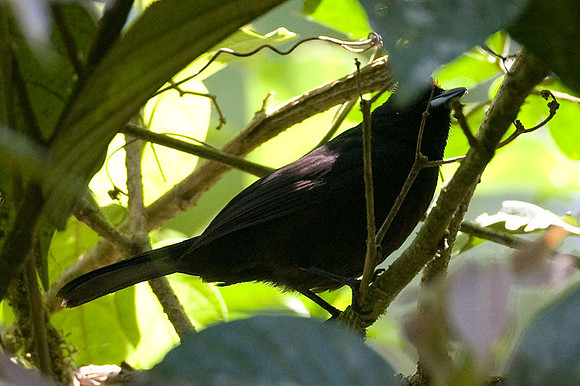 Tawny-crested Tanager (Tachyphonus delatrii)