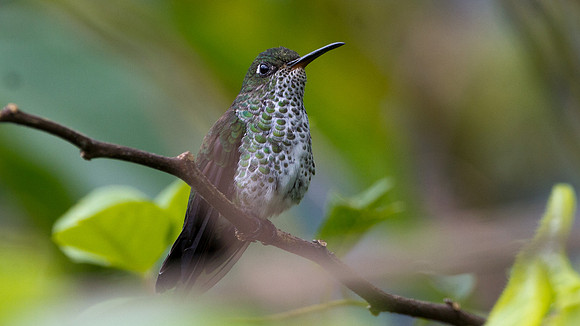 Many-spotted Hummingbird (Taphrospilus hypostictus)