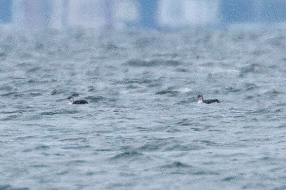 Black-throated Loon (Gavia arctica)