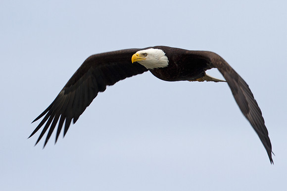 Bald Eagle (Haliaeetus leucocephalus)