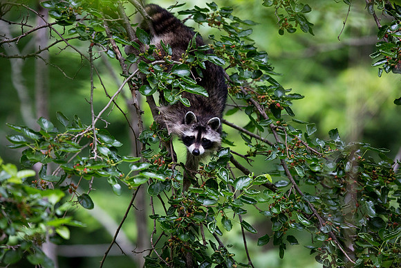 Racoon