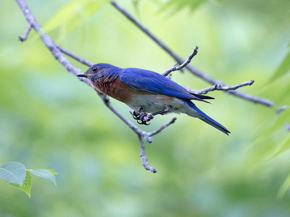 Eastern bluebird (Sialia sialis) Male