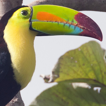 Keel-billed Toucan (Ramphastos sulfuratus)