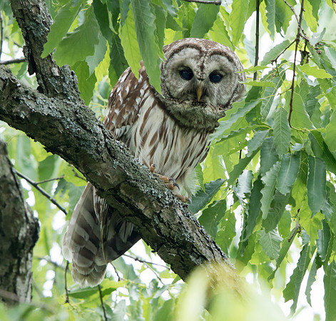 Barred owl (Strix varia) Female